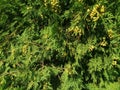 thuja fruits on a green branch