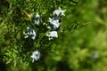 Thuja fruits on a light green background