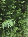 Arborvitaes, Thuja, tree of life. Royalty Free Stock Photo