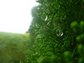 Thuja with few crystal dew in the morning.