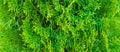 Thuja green background, coniferous trees, texture of the wood color green leaves. Copy space. Banner.