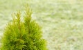 Thuja green background, coniferous trees, texture of the wood color green leaves. Copy space. Banner