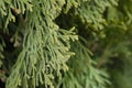 Thuja green branches closeup. Blurred thuja background Royalty Free Stock Photo