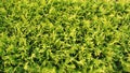 Thuja green branches, top view, banner background