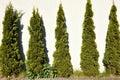 Thuja green bushes against white wall