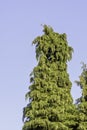 Thuja green giant arborvitae known as thuja occidentalis, northern or eastern white cedar, whitecedar, swamp or false white cedar,