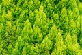 Thuja green texture natural background. close up.