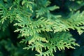 Thuja green tree macro