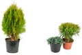 Thuja and Juniper in flower pots isolated on white . Free space for text. Collage Royalty Free Stock Photo