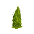 Thuja with a magnificent crown. Vector illustration on white background.