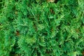 Thuja occidentalis, also known as northern white-cedar or easter Royalty Free Stock Photo