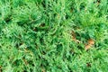 Thuja occidentalis, also known as northern white-cedar or easter Royalty Free Stock Photo