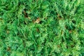 Thuja occidentalis, also known as northern white-cedar or easter Royalty Free Stock Photo
