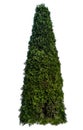 Thuja occidentalis, also known as northern white-cedar or eastern arborvitae, is an evergreen coniferous tree, in the cypress Royalty Free Stock Photo