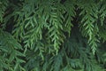 Thuja occidentalis or arborvitae tree green foliage close up Royalty Free Stock Photo