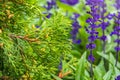 Thuja occidentalis bush, evergreen coniferous tree. Macro of cypress branch with cones Royalty Free Stock Photo