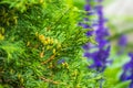 Thuja occidentalis bush, evergreen coniferous tree. Macro of cypress branch with cones Royalty Free Stock Photo