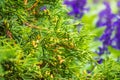 Thuja occidentalis bush, evergreen coniferous tree. Macro of cypress branch with cones Royalty Free Stock Photo