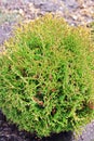 Thuja occidentalis Danica Royalty Free Stock Photo