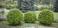 Thuja occidentalis Danica round shape Decorative garden