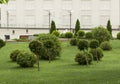 Thuja occidentalis Danica round shape Decorative garden Royalty Free Stock Photo