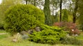 Thuja occidentalis Danica round shape Decorative garden Royalty Free Stock Photo