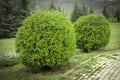 Thuja occidentalis Danica round shape Decorative garden