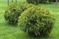 Thuja occidentalis Danica round shape Decorative garden Royalty Free Stock Photo