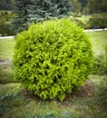 Thuja occidentalis Danica round shape Decorative garden Royalty Free Stock Photo