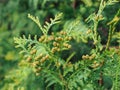 Thuja occidentalis is an evergreen coniferous tree, in the cypress family Cupressaceae. Macro of cypress branch Royalty Free Stock Photo