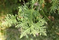 Thuja occidentalis is an evergreen coniferous tree of the cypress family Royalty Free Stock Photo