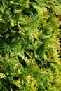 Thuja occidentalis Golden Smaragd