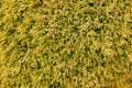 Thuja occidentalis Royalty Free Stock Photo