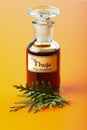 Thuja Occidentalis plant and extract