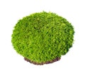 Thuja occidentalis Selena green bush