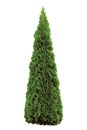 Thuja occidentalis 'Smaragd', Green American Arborvitae Occidental Smaragd Wintergreen, Large Detailed Isolated Pyramidal Cedar