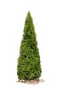 Thuja occidentalis `Smaragd`, Isolated On White Royalty Free Stock Photo