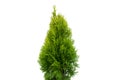 Thuja occidentalis smaragd Isolated on white background with clipping path. Green thuja isolated on white background. Evergreen co Royalty Free Stock Photo