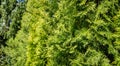 Thuja occidentalis Smaragd northern or eastern white cedar. Close-up of bright yellow-green texture of natural greenery