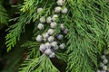 Thuja occidentalis white cedar branch