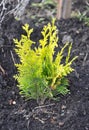Thuja occidentalis with yellow leaves.Yellow cedar. They are commonly known as arborvitaes, thujas or cedars. Royalty Free Stock Photo