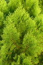 Thuja orientalis