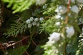 Thuja orientalis with immature cones. Royalty Free Stock Photo