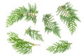 Thuja orientalis leaves foliage fragment. Isolated on White. Branch of green thuja on a white background with shadow. Item for