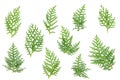 Thuja orientalis leaves foliage fragment. Isolated on White. Branch of green thuja on a white background with shadow. Item for