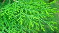 Thuja orientalis plant leaves