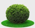 Thuja plant bush or juniper sphere shape