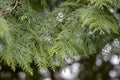 Thuja plicata also known as western redcedar. Western arborvitae. Thuja leaves and branches Royalty Free Stock Photo