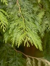 Thuja plicata also known as western redcedar. Western arborvitae. Thuja leaves and branches Royalty Free Stock Photo