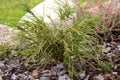 Thuja plicata Whipcord